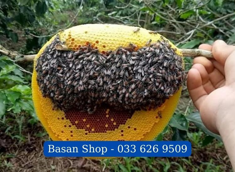 Basan Shop - 033 626 9509 địa chỉ bán mật ong nguyên chất uy tín nhất