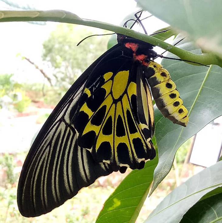 Khai trương vườn bướm với hơn 1000 cá thể - ảnh:ST